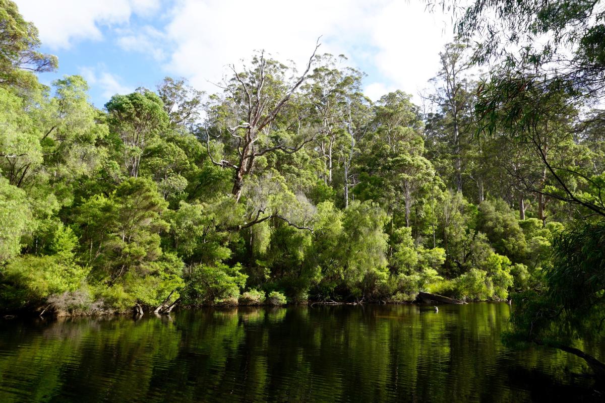 View of calm Warren River with tall green trees and shrubs 