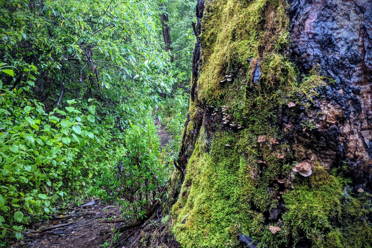 Karri forest understory in Warren National Park Karri forest understory in Warren National Park