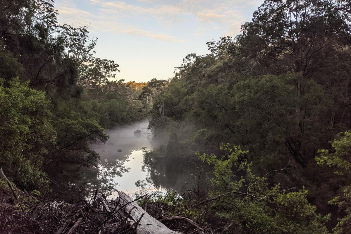 Mist on the Warren River in the late afternoon Mist on the Warren River in the late afternoon