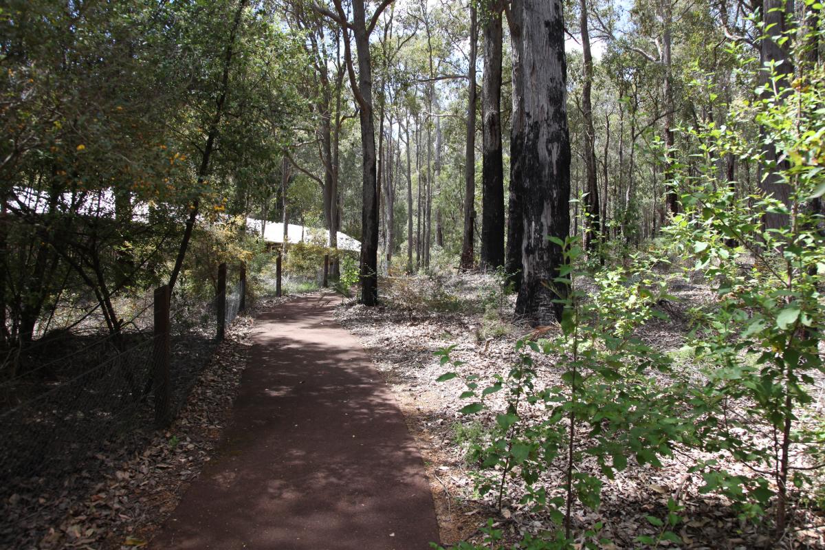 Rust coloured bitumen path winding through the forest to a rammed earth building