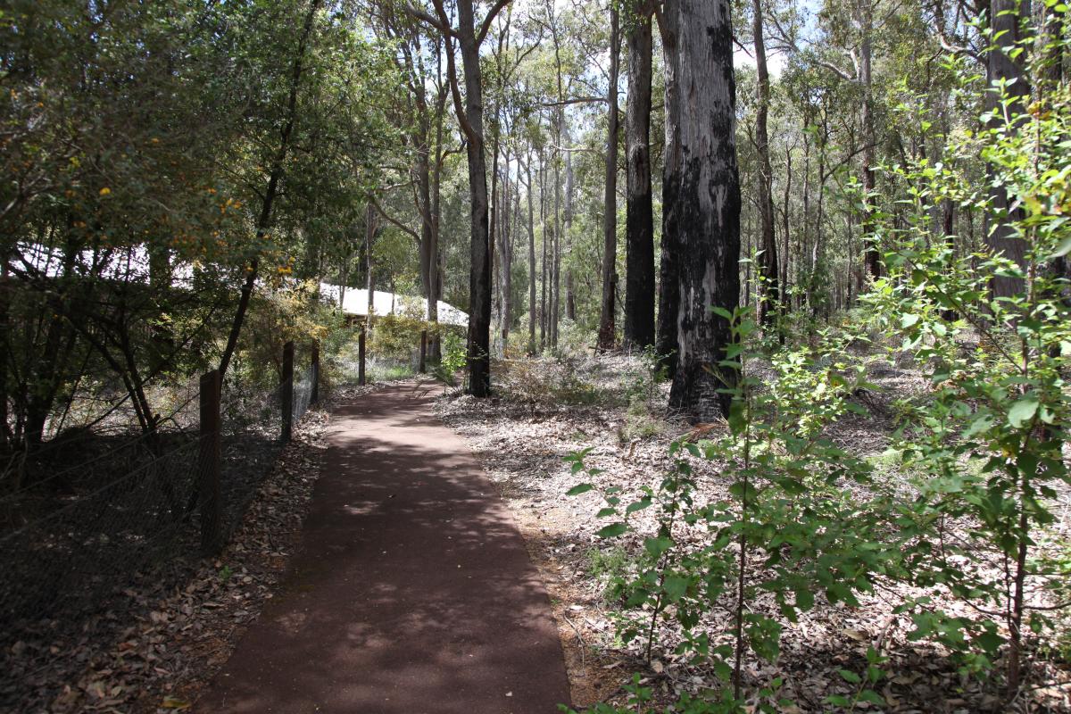 Wellington Discovery Forest, Wellington National Park Rust coloured bitumen path winding through the forest to a rammed earth building