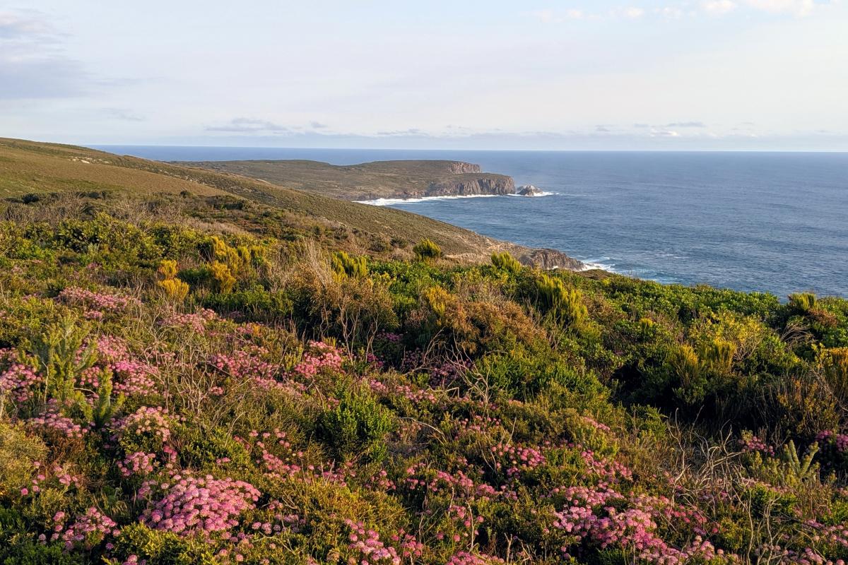 Pink Coastal Banjine flowers in bloom in the coastal heath of West Cape Howe National Park with the ocean and West Cape Howe in the distance