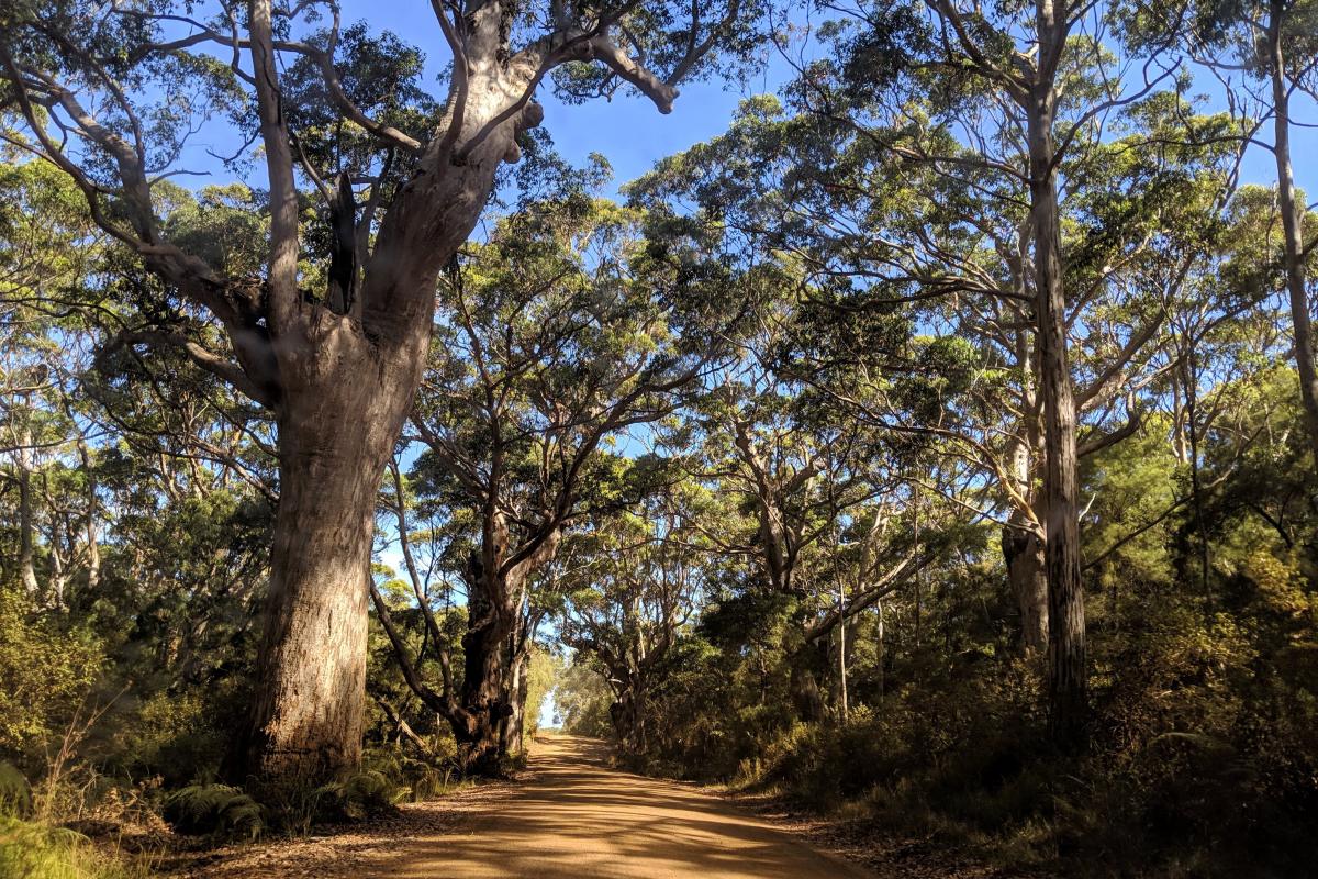 Gravel road through karri forest in West Cape Howe National Park