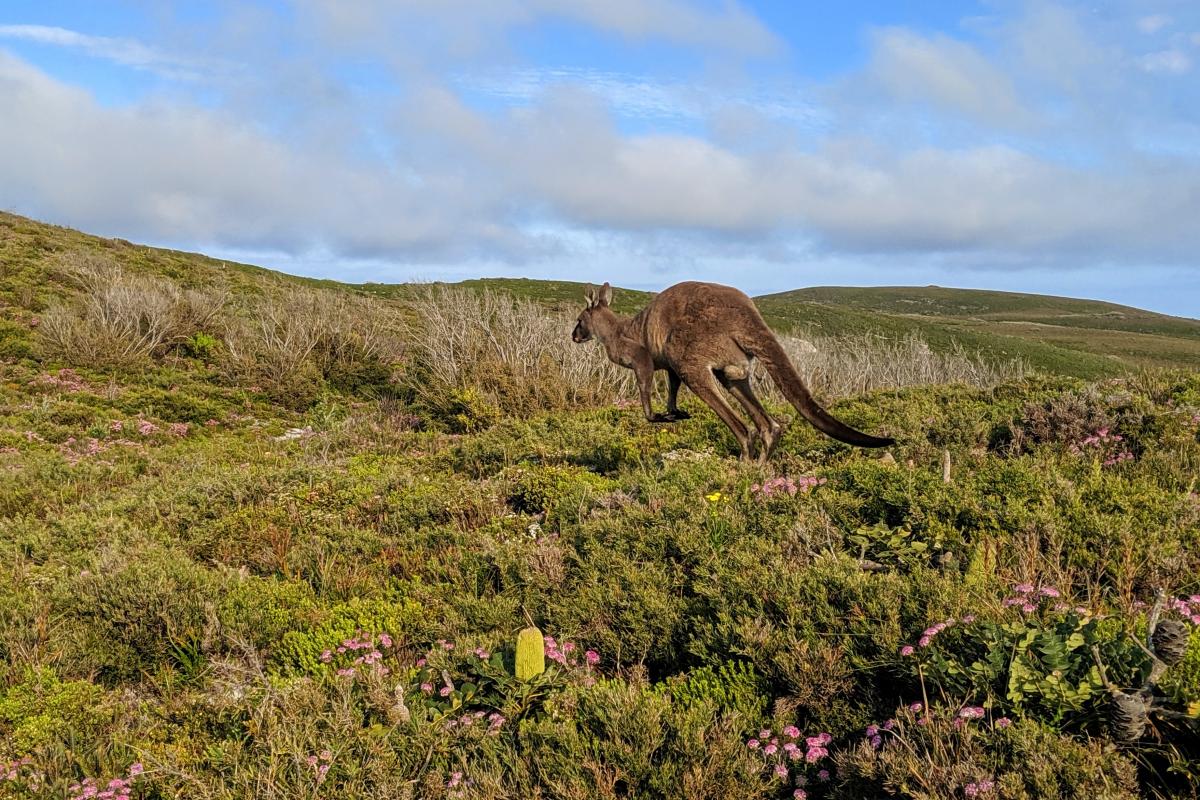Kangaroo hopping through the West Cape Howe coastal heath with pink coastal banjine and banksia in bloom