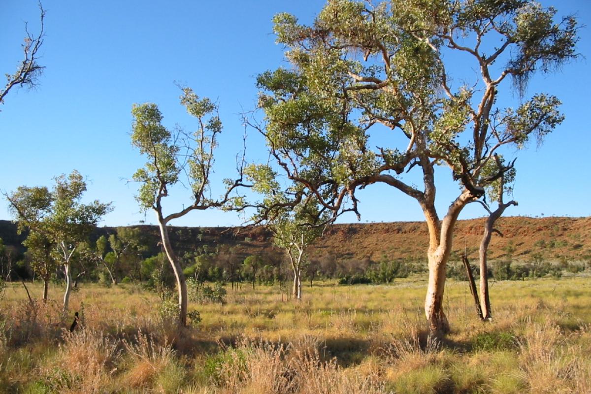 occassional trees in the centre of wolf creek meteorite crater