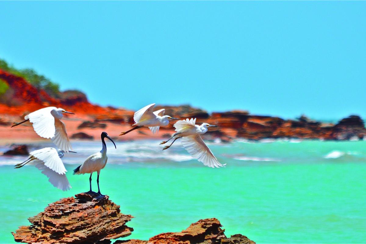 Clear green water and birds sitting on rocks and flying