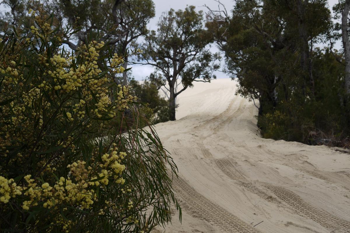 white sandy track in between trees