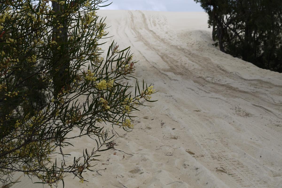 white sand track between natural bushland