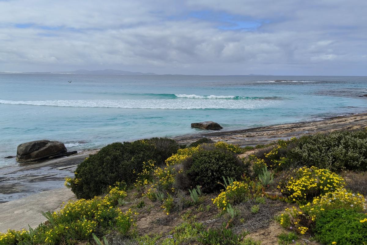 View across Yokinup Bay Yellow wildflowers and light blue water at Yokinup Bay