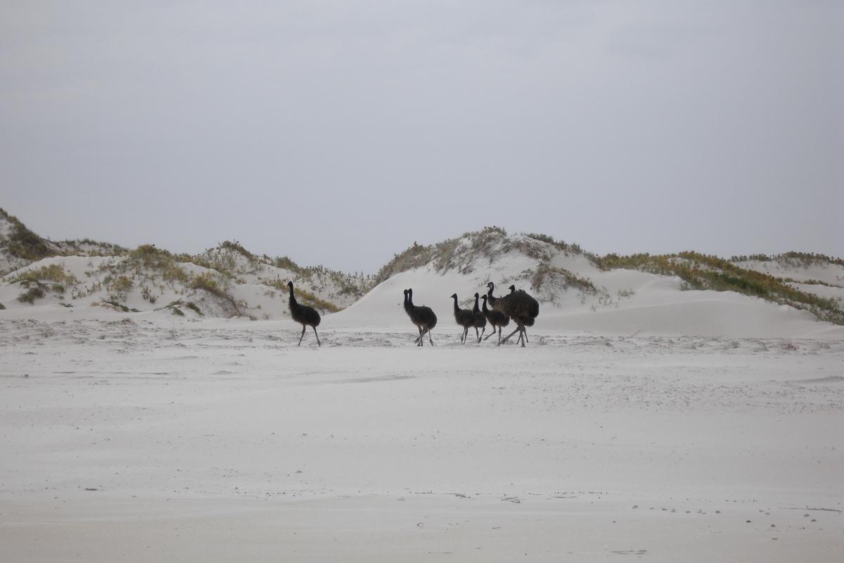 a group of emus walking on a white sandy beach in front of sand dunes