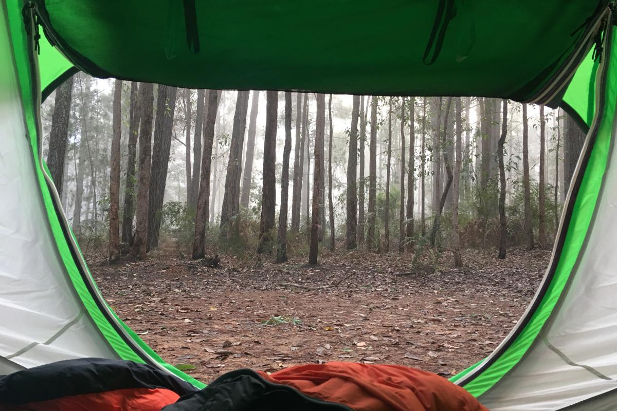 View of bush from inside a tent. 