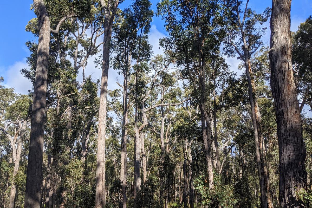 Jarrah forest surrounding Barrabup Campground
