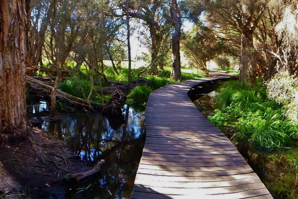 Timber boardwalk crossing over Beenyup Swamp