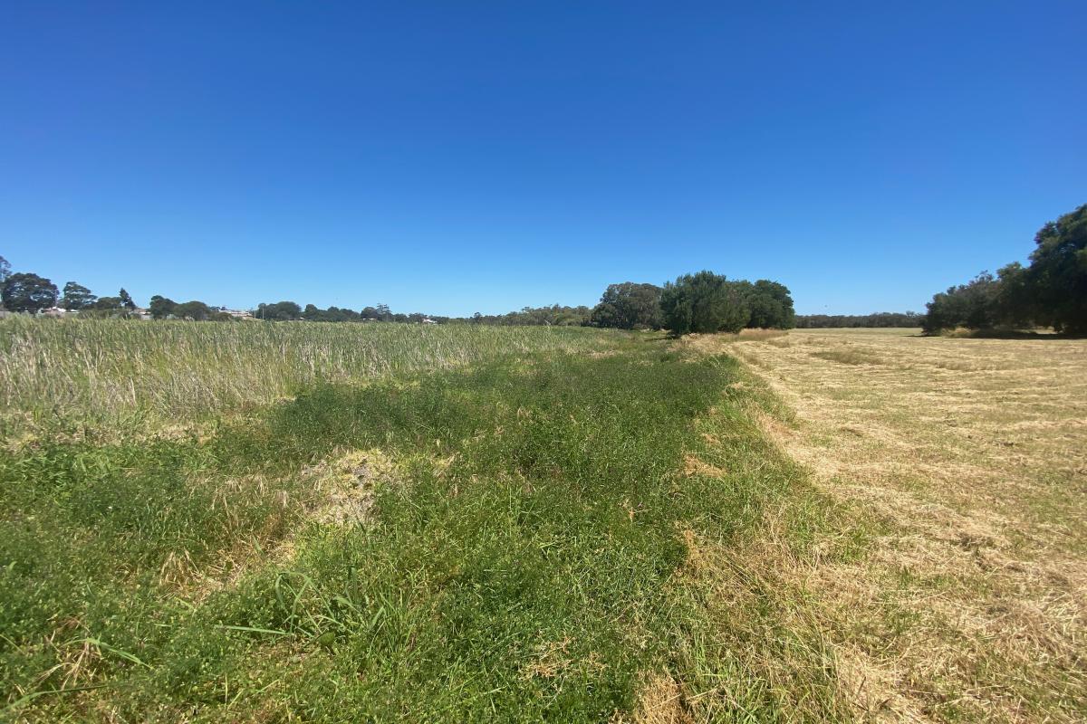 grasslands of beenyup swamp and clear blue sky