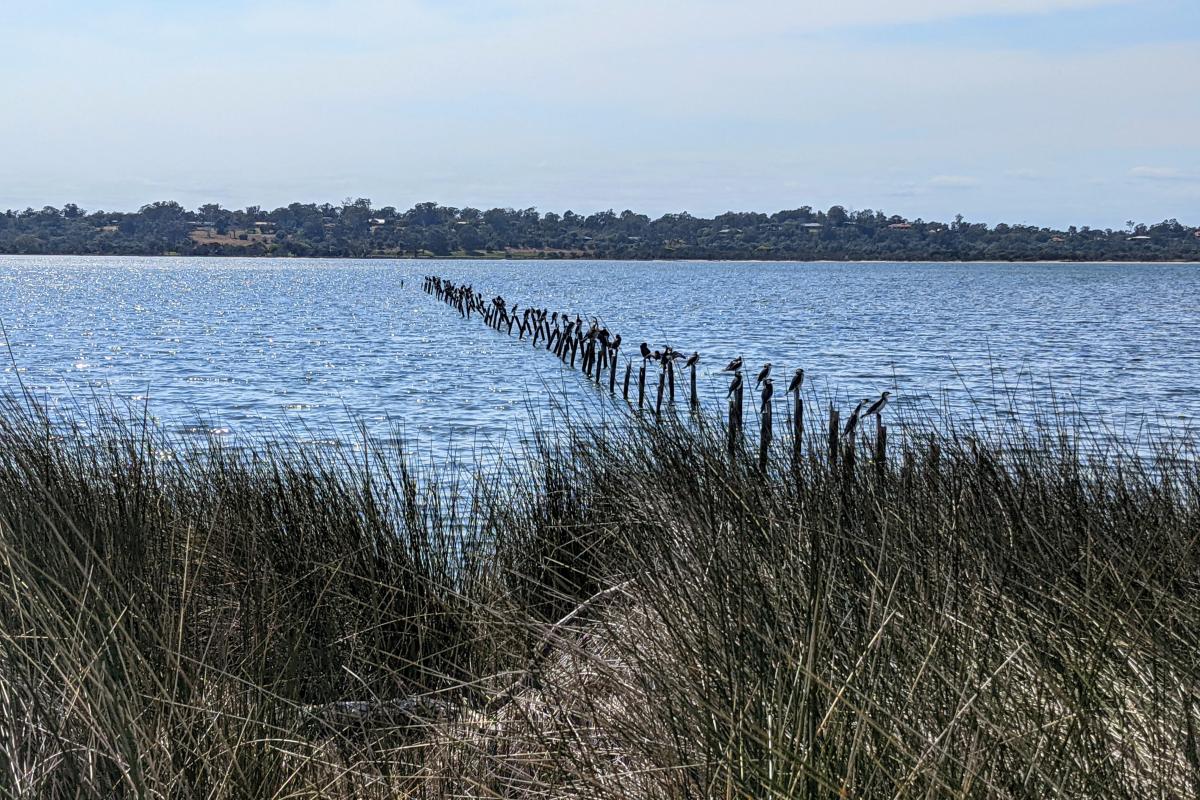 Views across the Leschenault Inlet at Belvidere