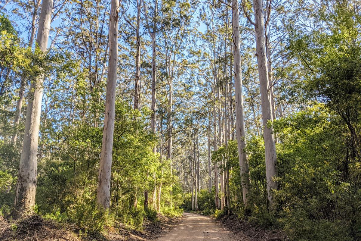Boranup Drive, a narrow unsealed road through the karri forest