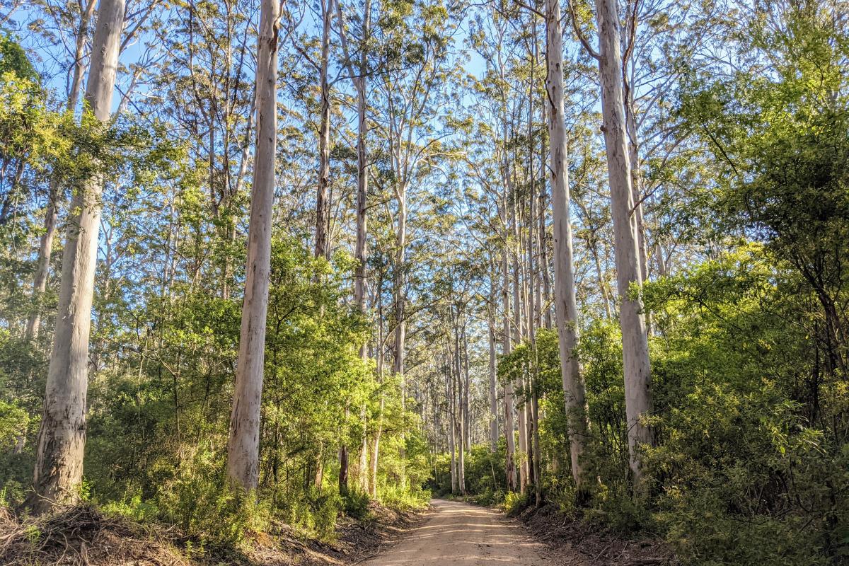 Boranup Drive Boranup Drive, a narrow unsealed road through the karri forest
