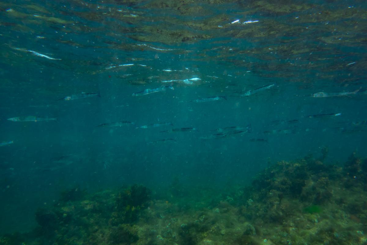 School of garfish A school of garfish swim in shallow water on the top of the reef.