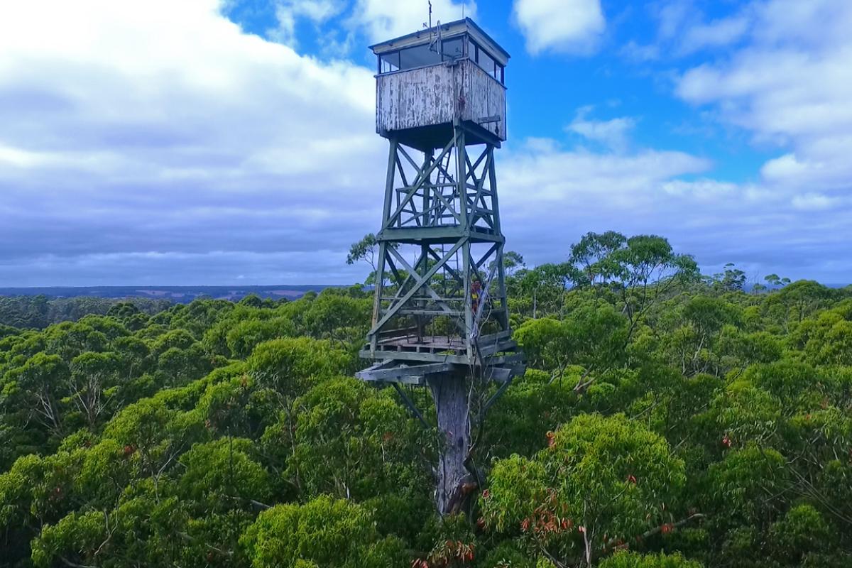Historical fire lookout tower at the top of the Diamond Tree