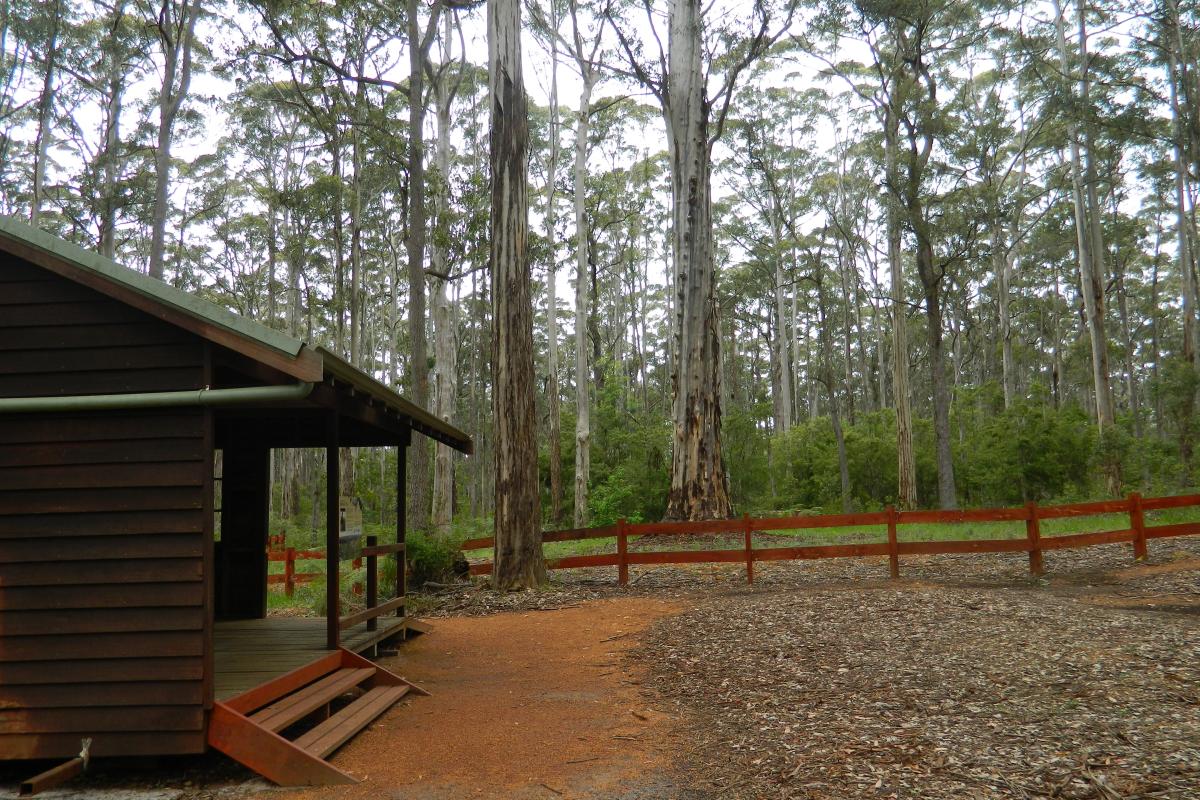 Log cabin and forest landscape at the foot of the Diamond Tree