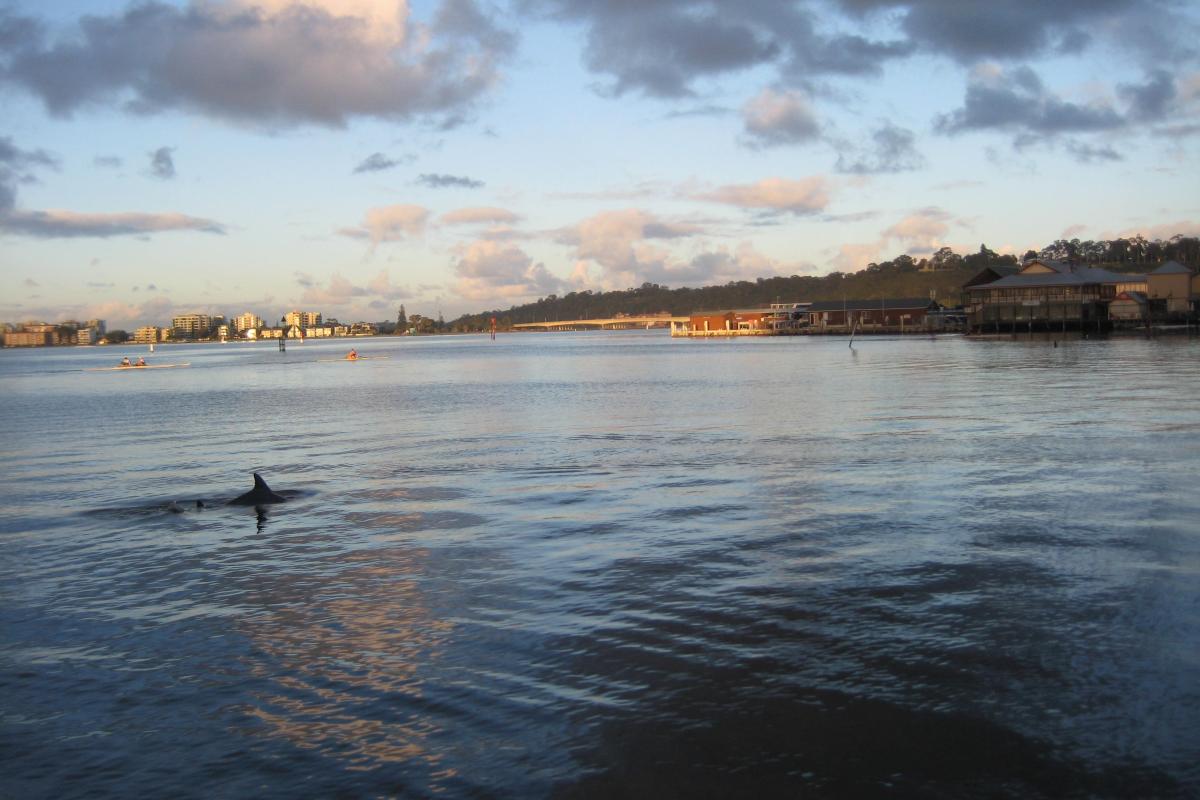 Dolphin in Swan canning Riverpark
