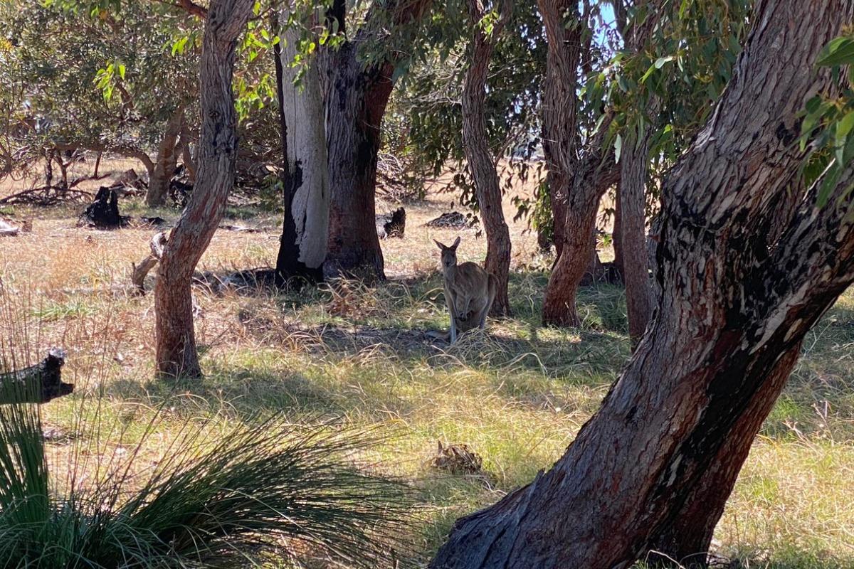 kangaroo sheltering under shady native trees at Duffy Terrace