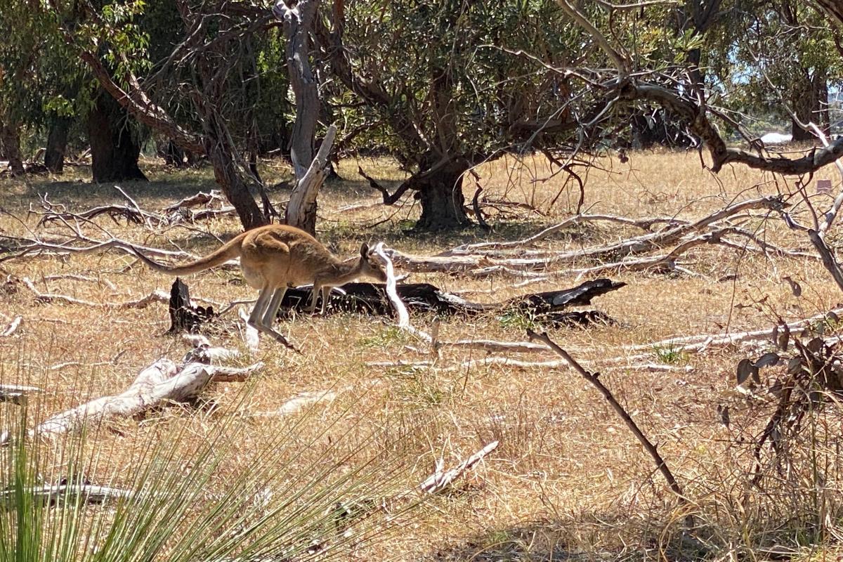 kangaroo hopping through bushland