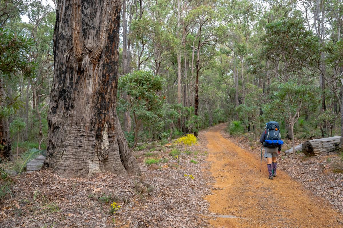Person walking on Bibbulmun Track Person walking on Bibbulmun Track