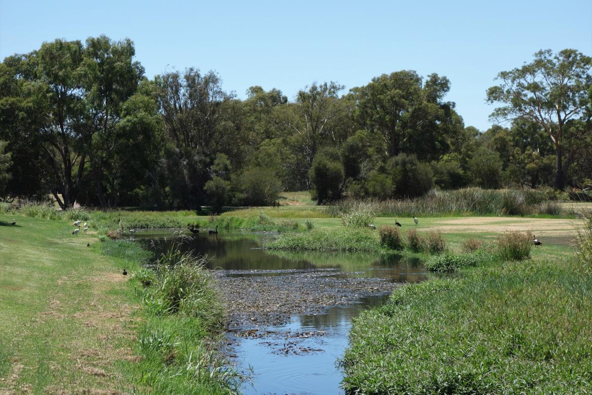 Five types of water bird at Floreat Lakes