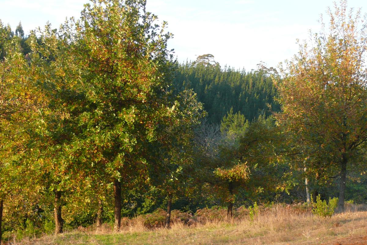 trees planted at foresters wood