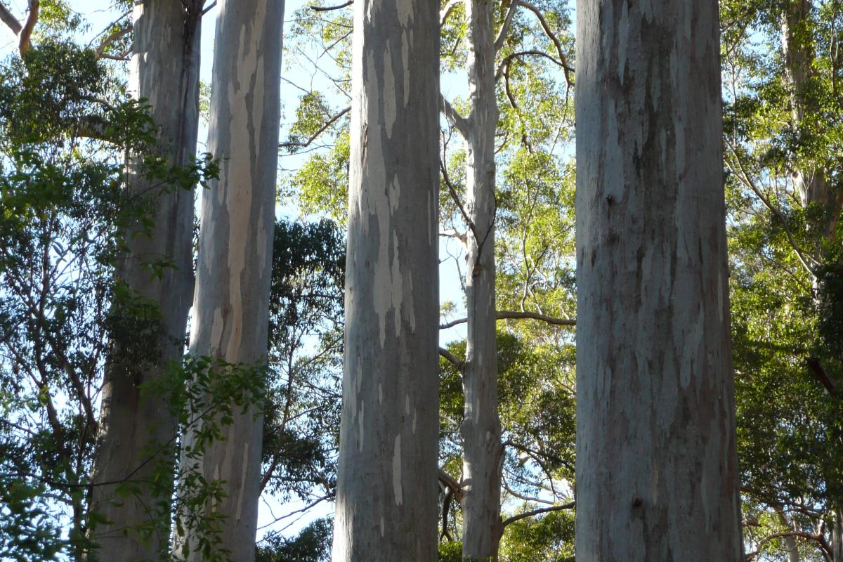 four karri trees in a row