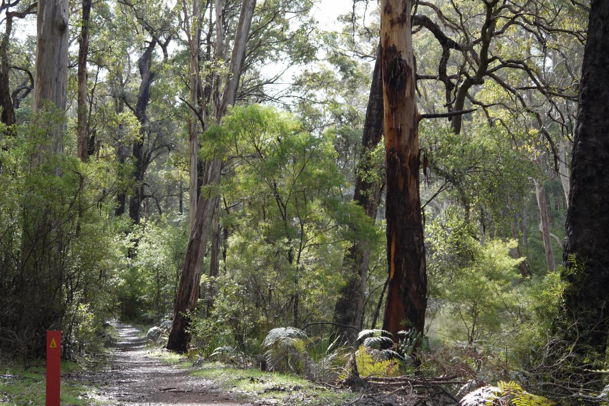 karri forest