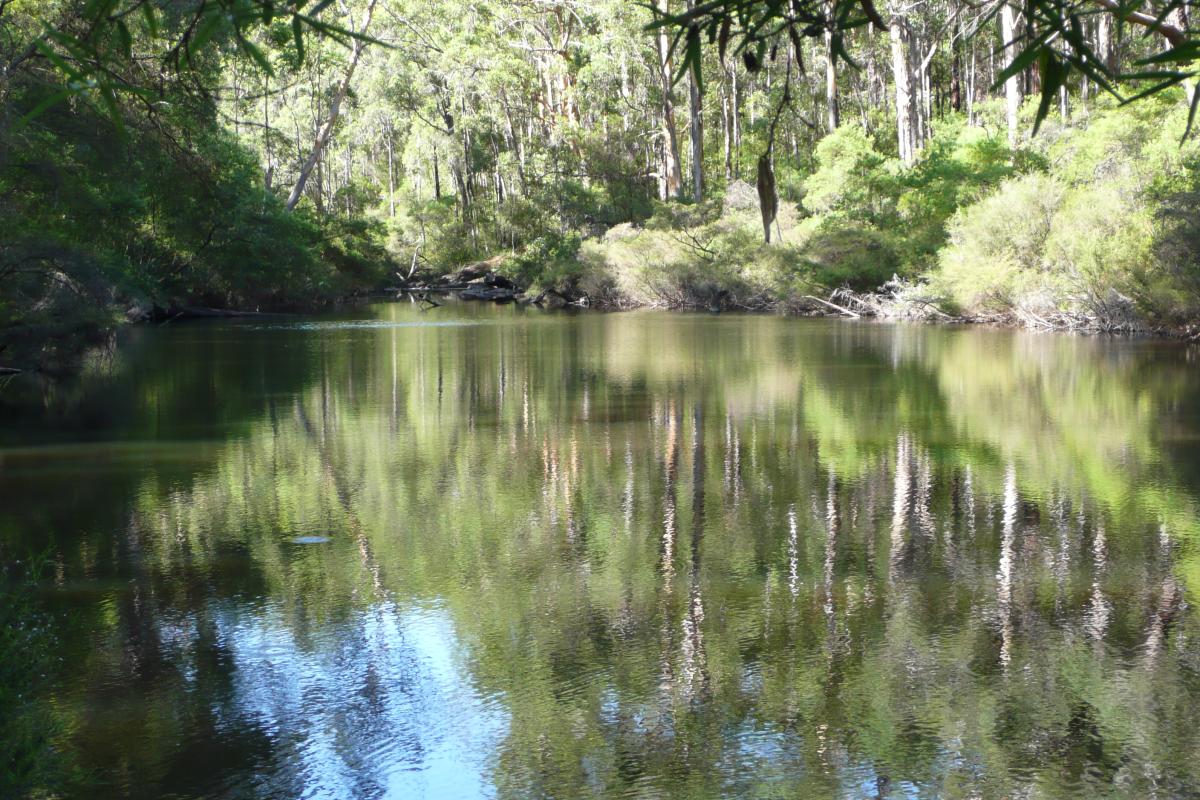 tranquil waters in glenoran pool with fringing forest
