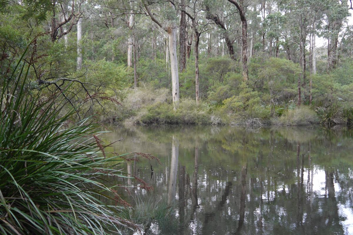 tranquil waters in glenoran pool with fringing forest