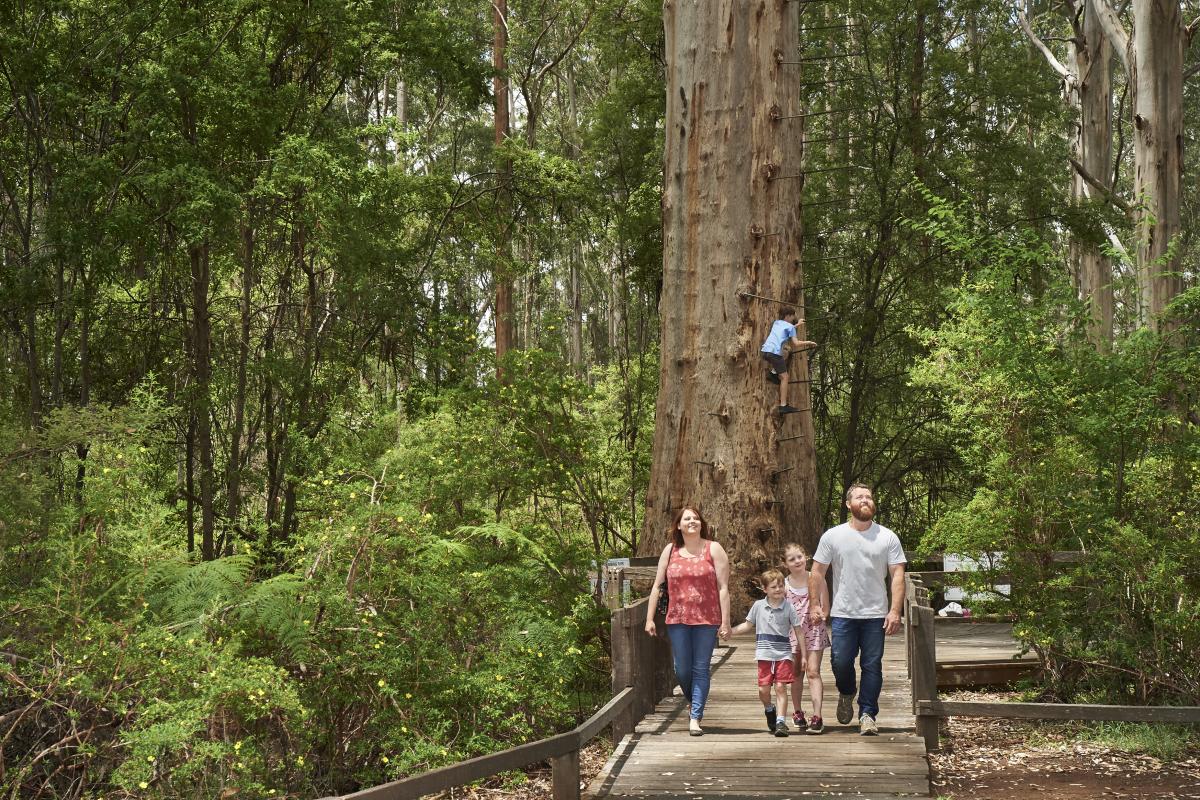 Family walking on wooden decking in front of large tree trunk.