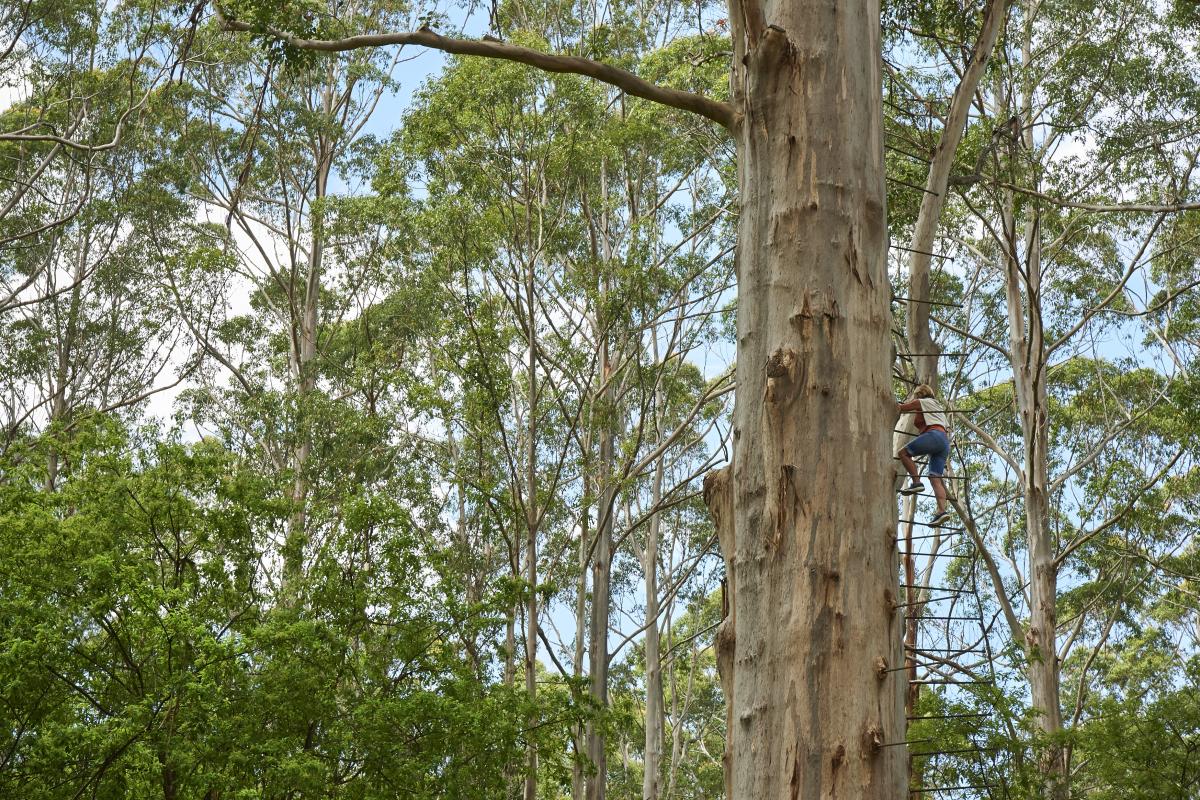 Person climbing tall tree using metal pegs.