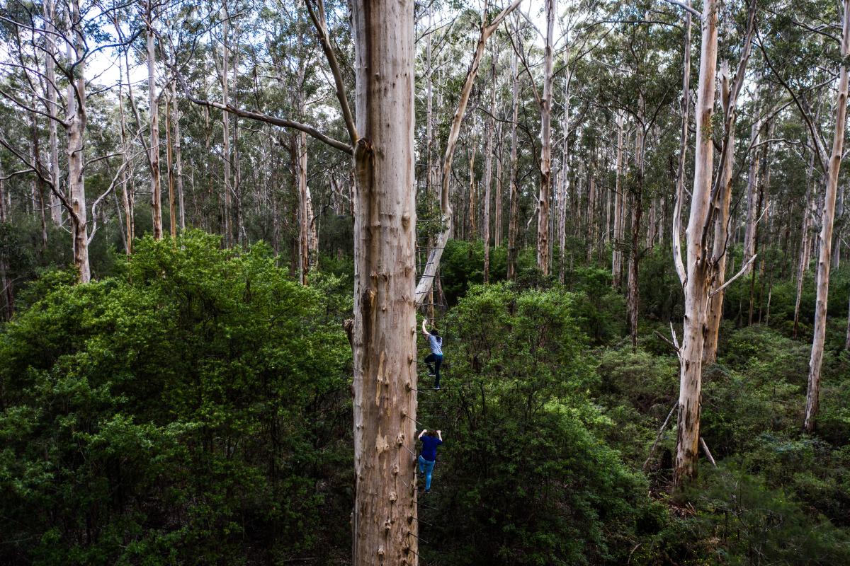 Two people climbing tall tree using metal pegs. 