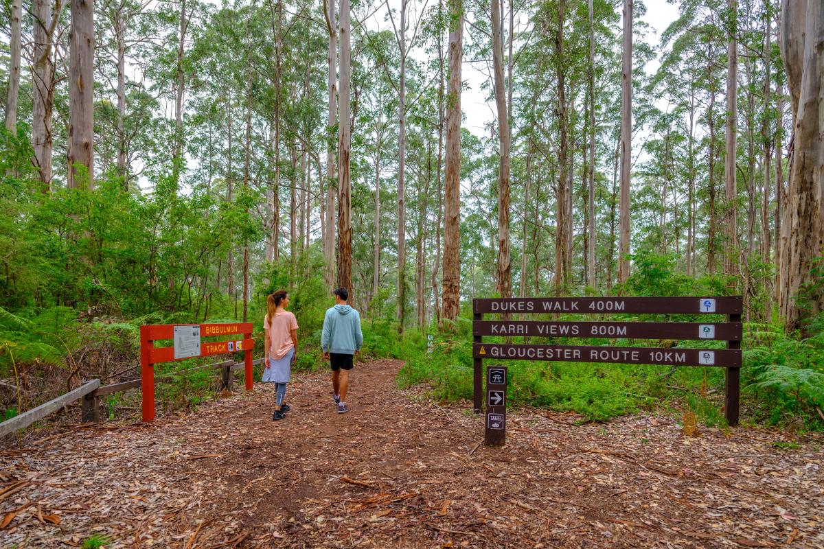 People following directional signage and walking along dirt path towards Gloucester Tree. 