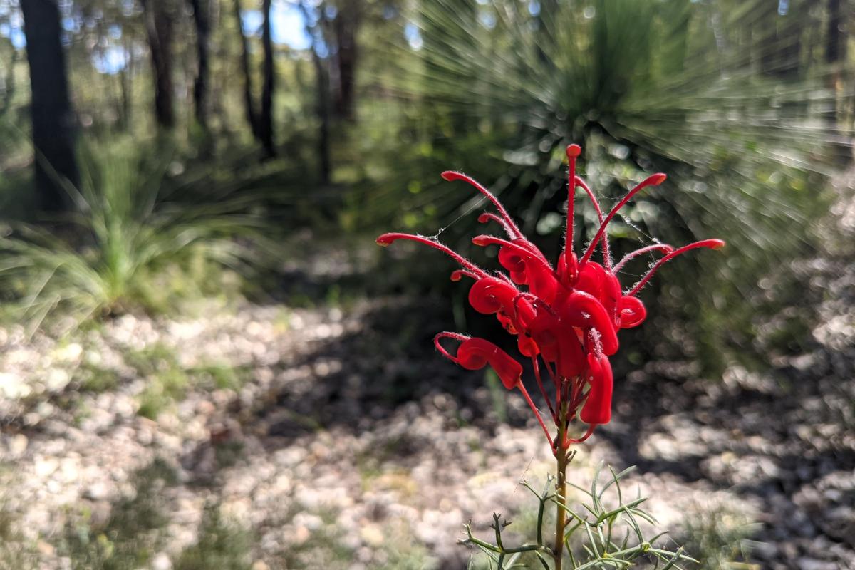 Grevillea