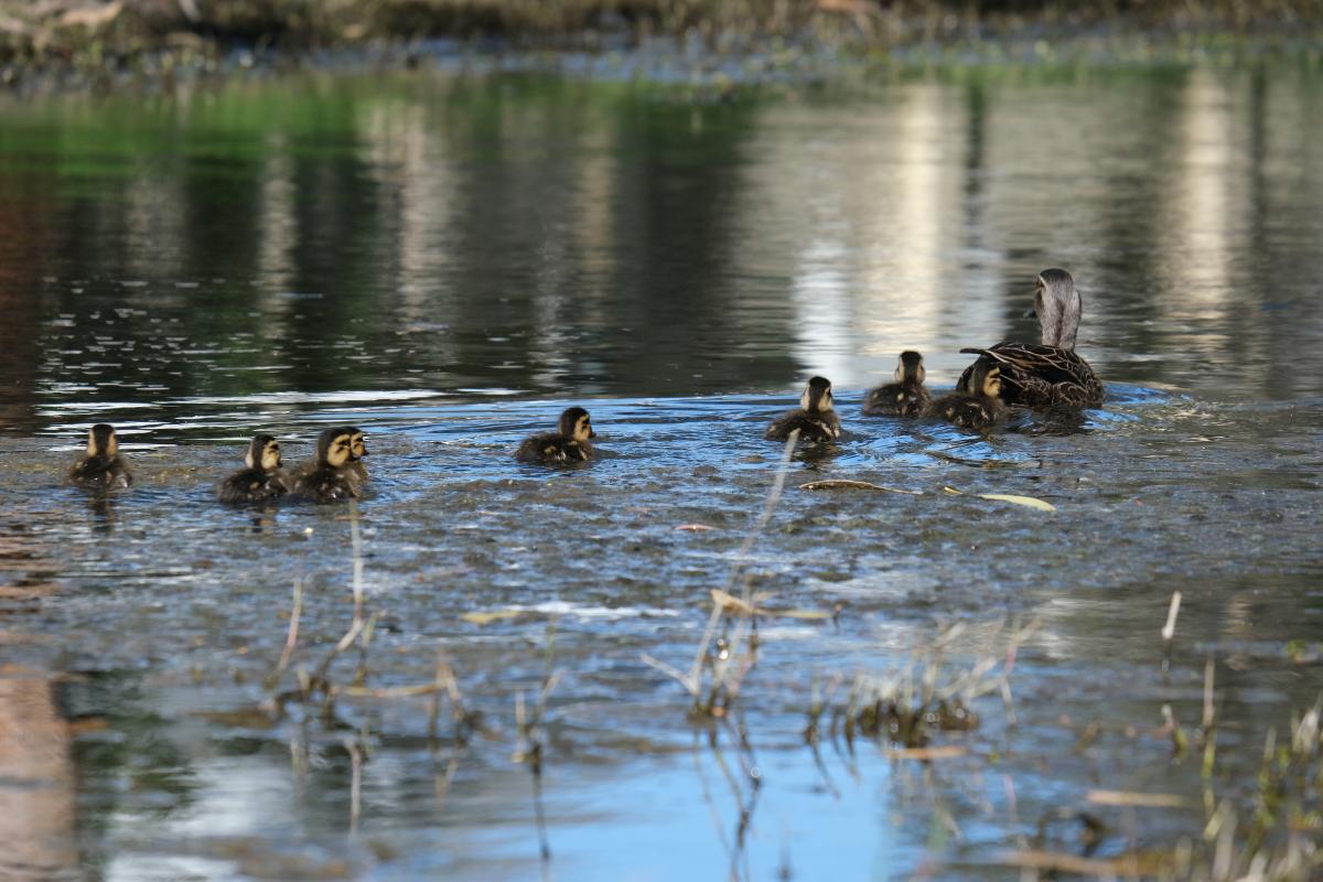 Waterfowl on Herdsman Lake