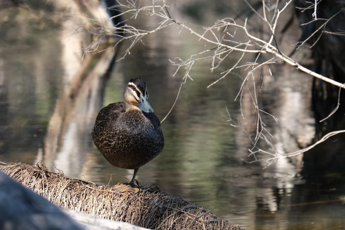  Pacific Black Duck at Herdsman Lake