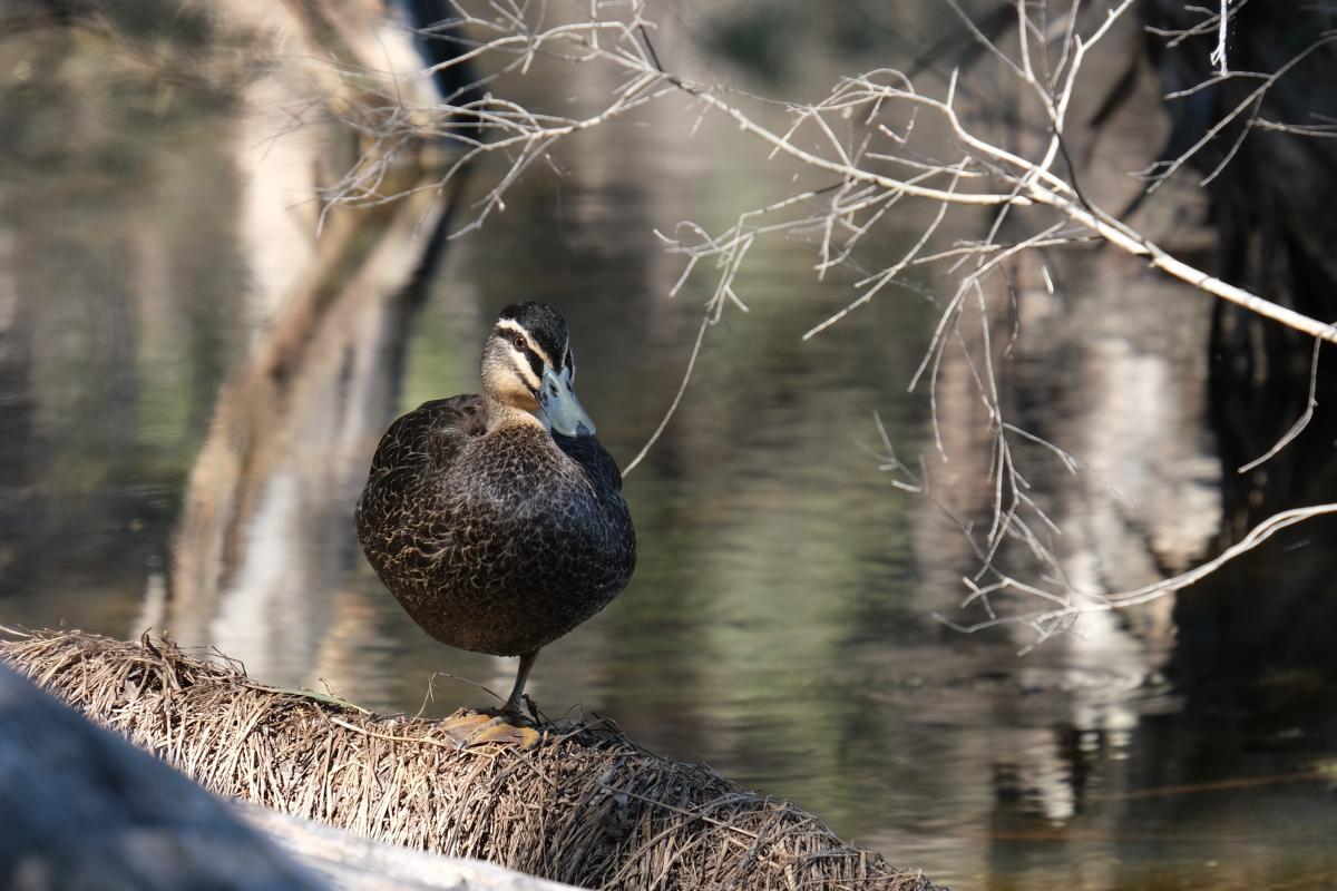 Herdsman Lake Regional Park Pacific Black Duck at Herdsman Lake