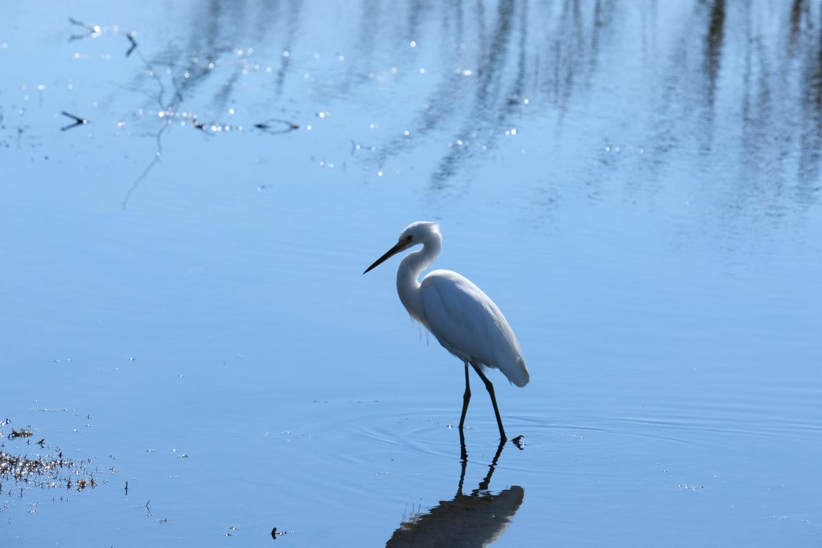 Egret wading at Herdsman Lake Regional Park