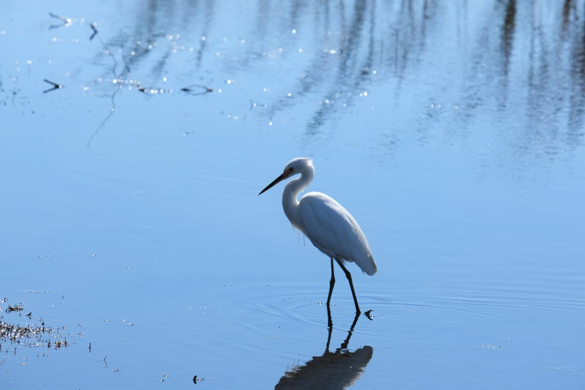 Egret wading at Herdsman Lake Regional Park Egret wading at Herdsman Lake Regional Park