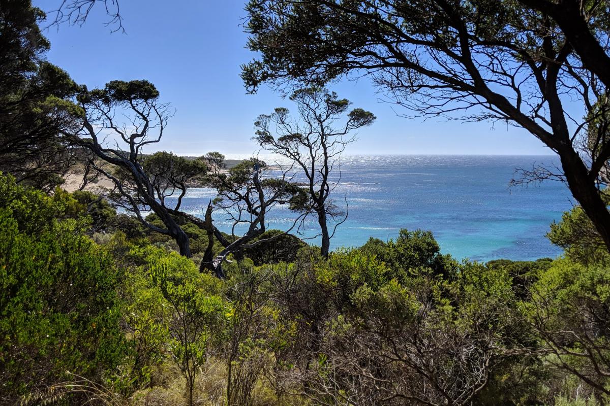 Injidup Beach view from between the trees