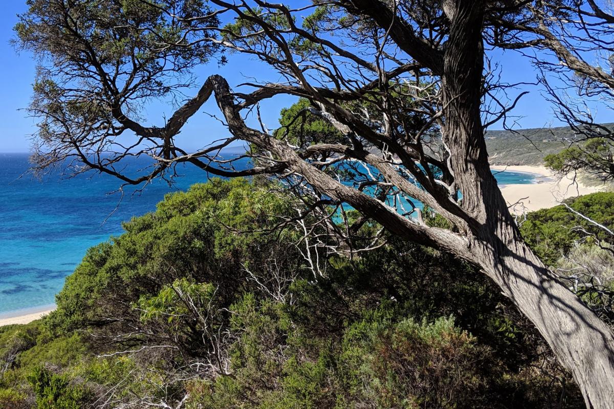 Injidup Beach view from between the trees