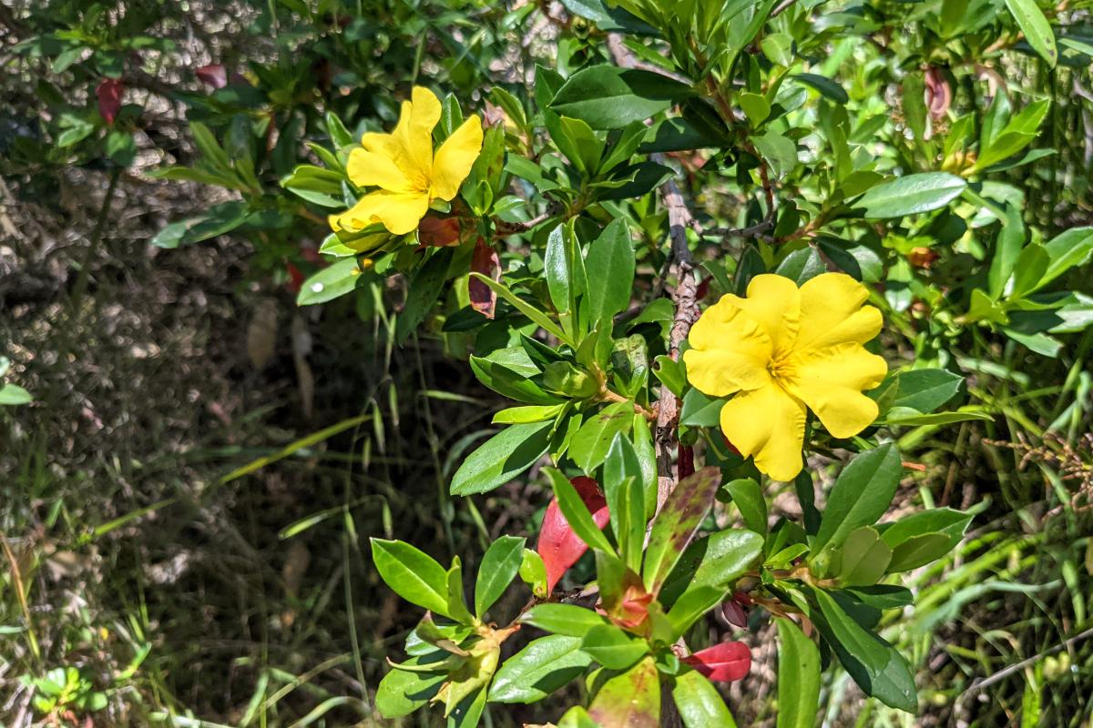 bright yellow flowers on ground foliage