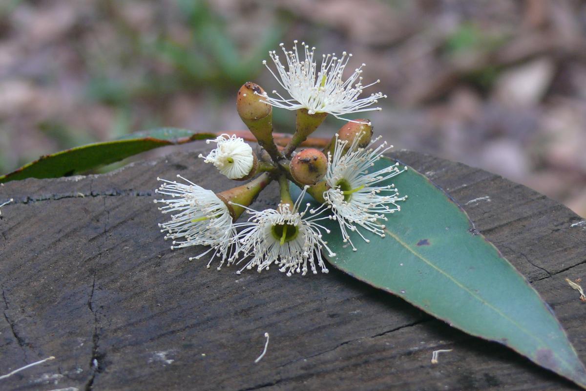 karri blossom