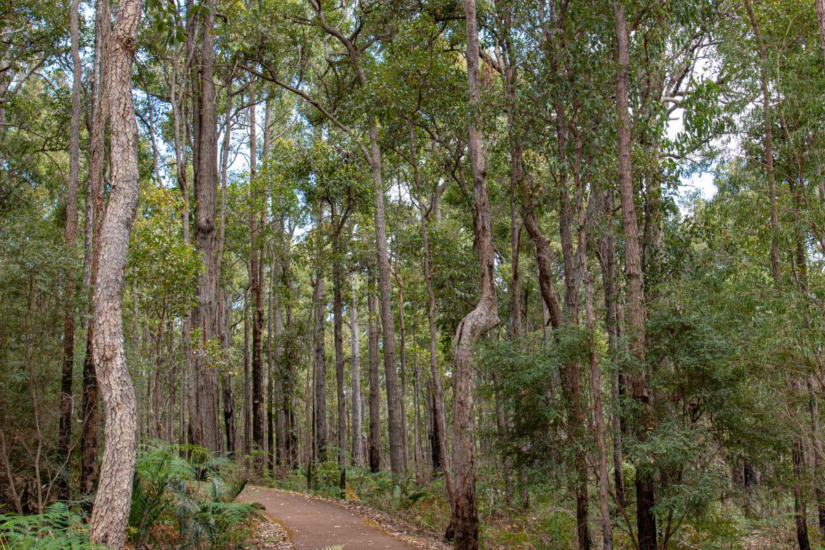 jarrah forest surrounding the king jarrah walk trail