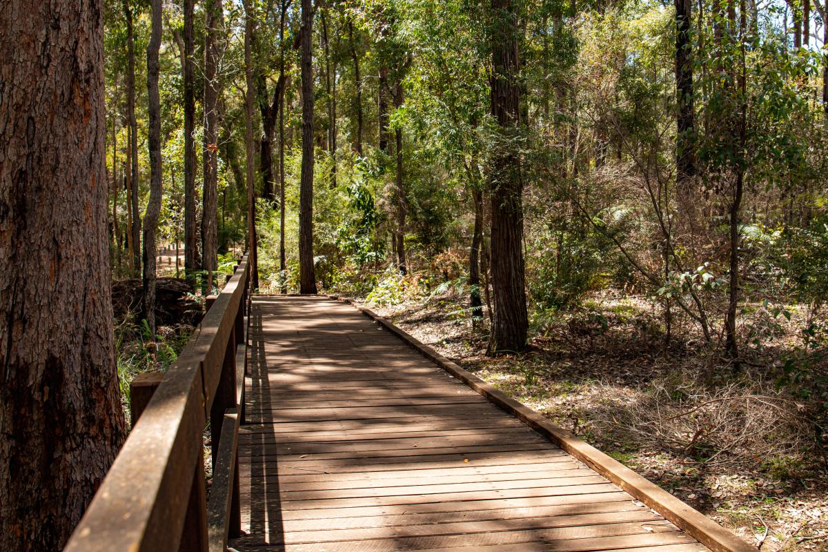 wooden boardwalk in the jarrah forest